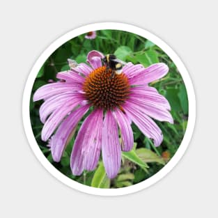 Bumblebee on Eastern Purple Coneflower Magnet